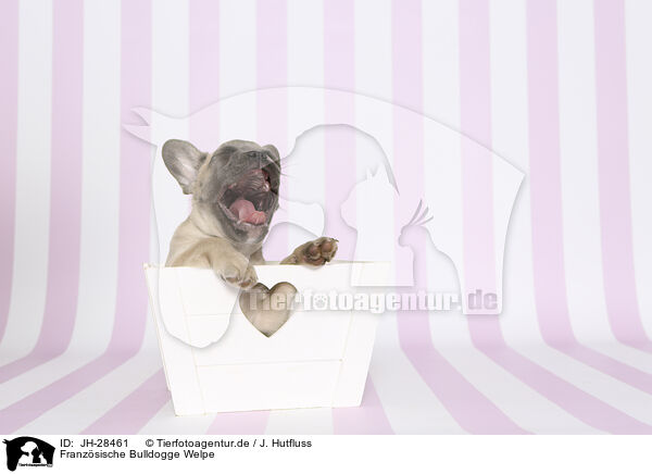 Franzsische Bulldogge Welpe / French Bulldog Puppy / JH-28461