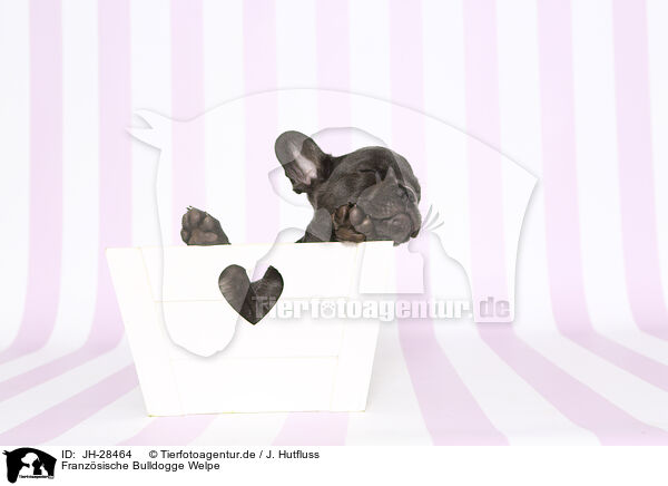 Franzsische Bulldogge Welpe / French Bulldog Puppy / JH-28464