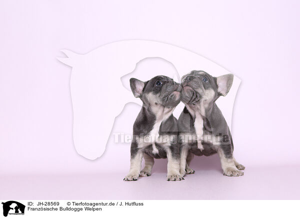 Franzsische Bulldogge Welpen / JH-28569