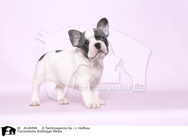 Franzsische Bulldogge Welpe / French Bulldog Puppy / JH-28588