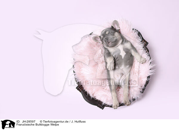 Franzsische Bulldogge Welpe / JH-28597