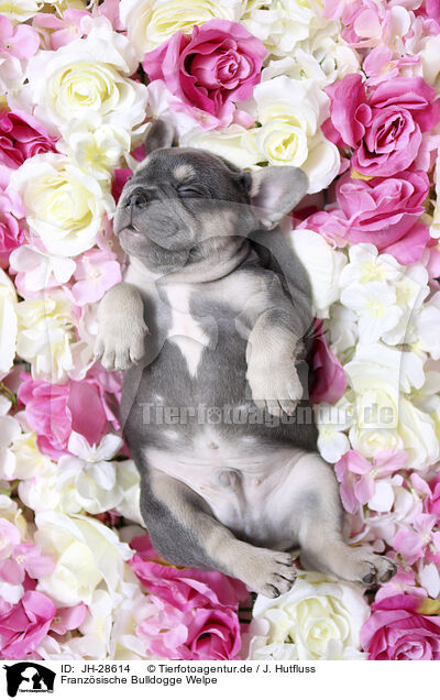 Franzsische Bulldogge Welpe / French Bulldog Puppy / JH-28614