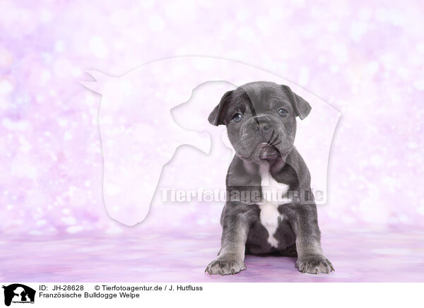 Franzsische Bulldogge Welpe / French Bulldog Puppy / JH-28628