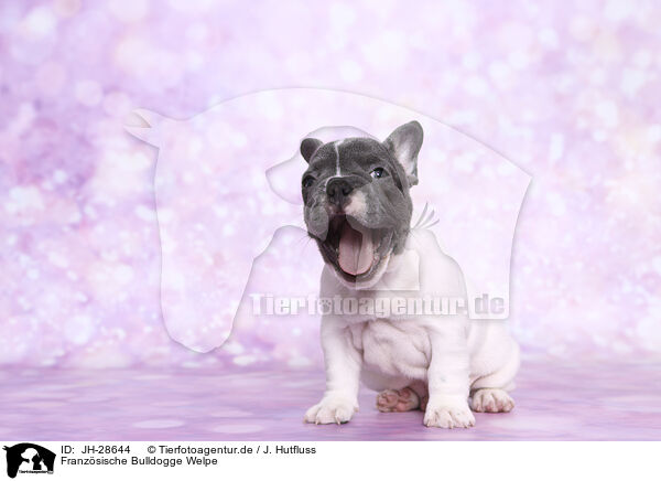 Franzsische Bulldogge Welpe / French Bulldog Puppy / JH-28644