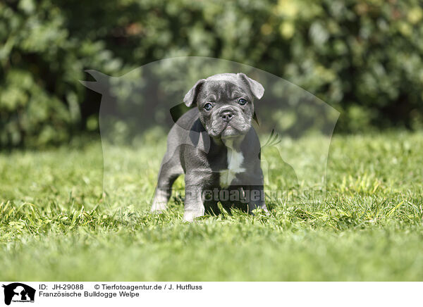 Franzsische Bulldogge Welpe / French Bulldog Puppy / JH-29088