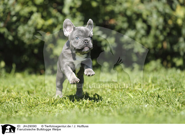 Franzsische Bulldogge Welpe / French Bulldog Puppy / JH-29090