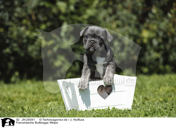 Franzsische Bulldogge Welpe / French Bulldog Puppy / JH-29091