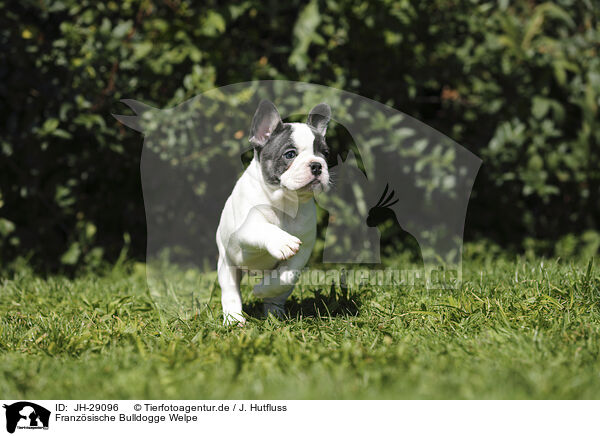 Franzsische Bulldogge Welpe / French Bulldog Puppy / JH-29096