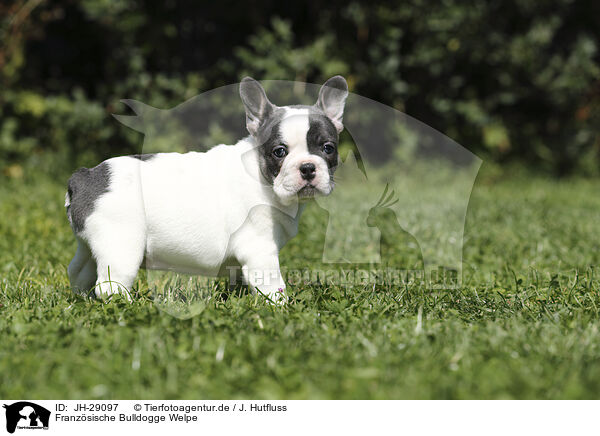 Franzsische Bulldogge Welpe / French Bulldog Puppy / JH-29097