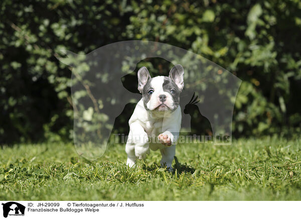 Franzsische Bulldogge Welpe / French Bulldog Puppy / JH-29099