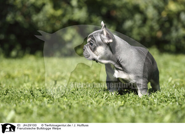 Franzsische Bulldogge Welpe / French Bulldog Puppy / JH-29100