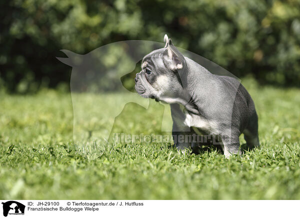 Franzsische Bulldogge Welpe / JH-29100