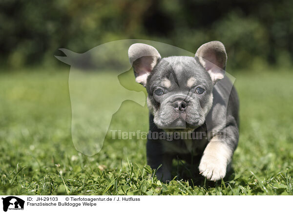 Franzsische Bulldogge Welpe / JH-29103