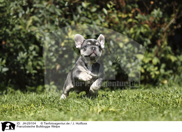 Franzsische Bulldogge Welpe / JH-29104