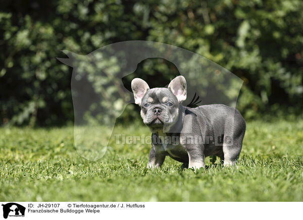 Franzsische Bulldogge Welpe / JH-29107