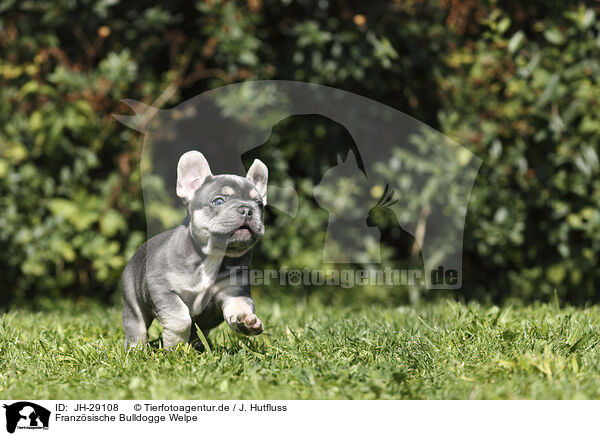 Franzsische Bulldogge Welpe / JH-29108
