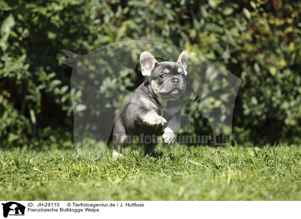 Franzsische Bulldogge Welpe / JH-29110