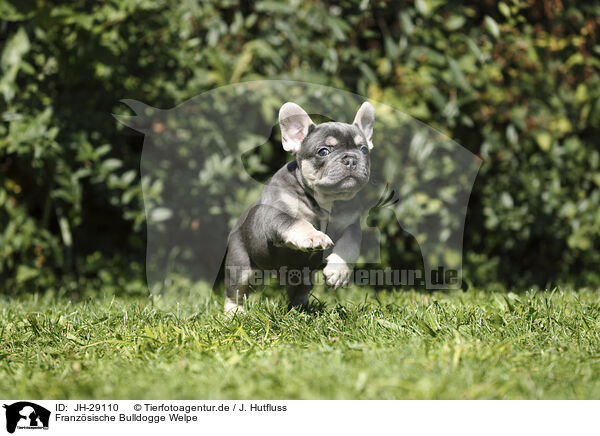 Franz�sische Bulldogge Welpe / JH-29110