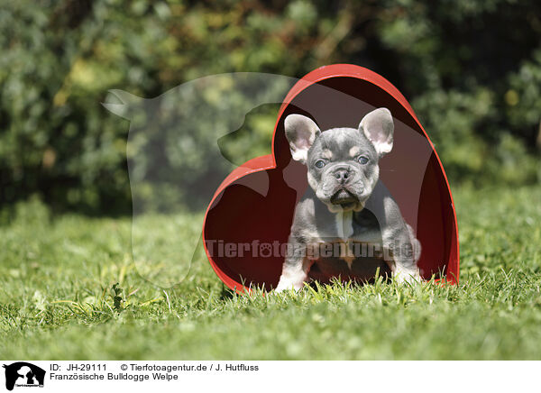 Franzsische Bulldogge Welpe / JH-29111