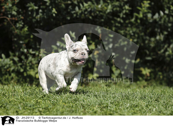 Franzsische Bulldogge Welpe / JH-29113