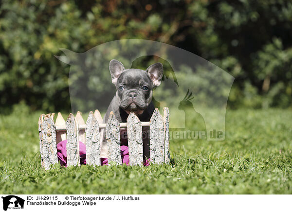 Franzsische Bulldogge Welpe / JH-29115