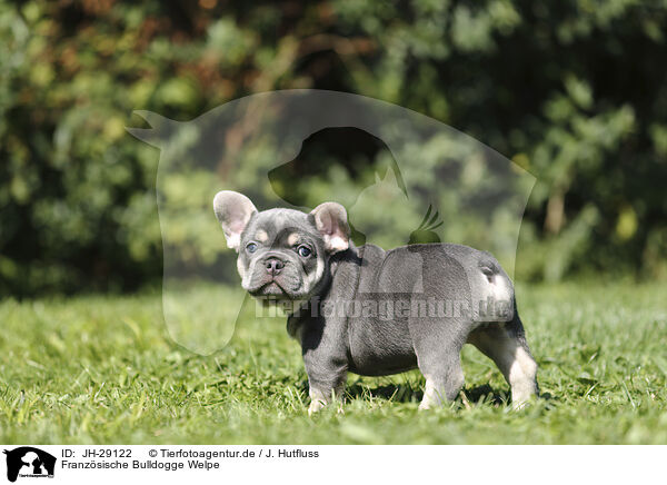 Franzsische Bulldogge Welpe / JH-29122