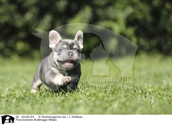 Franzsische Bulldogge Welpe / French Bulldog Puppy / JH-29124