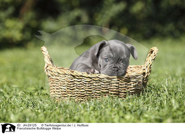 Franzsische Bulldogge Welpe / JH-29125