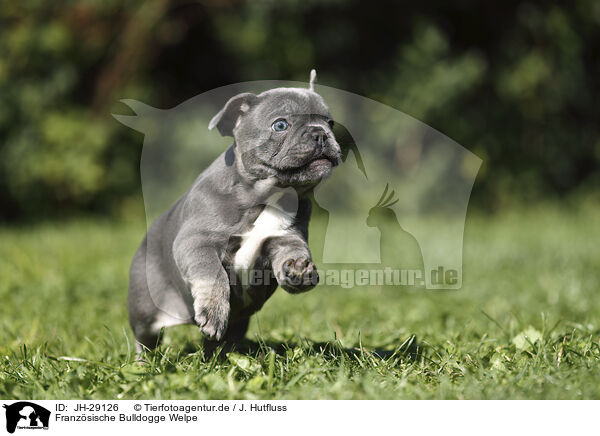 Franzsische Bulldogge Welpe / French Bulldog Puppy / JH-29126