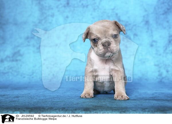 Franzsische Bulldogge Welpe / French Bulldog Puppy / JH-29592