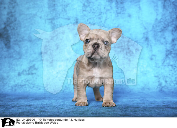 Franzsische Bulldogge Welpe / French Bulldog Puppy / JH-29596