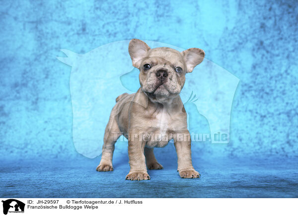 Franzsische Bulldogge Welpe / French Bulldog Puppy / JH-29597