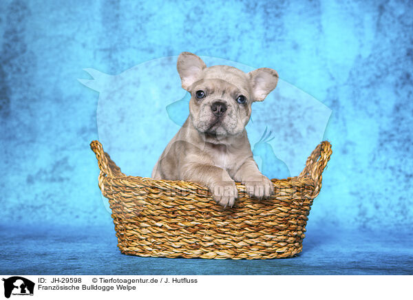 Franzsische Bulldogge Welpe / French Bulldog Puppy / JH-29598