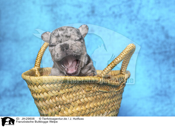 Franzsische Bulldogge Welpe / JH-29606