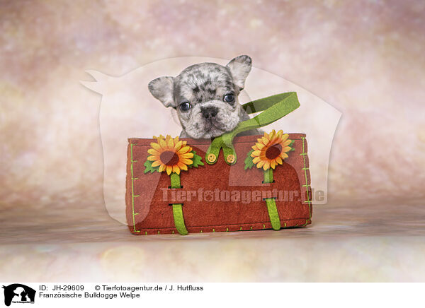 Franzsische Bulldogge Welpe / French Bulldog Puppy / JH-29609
