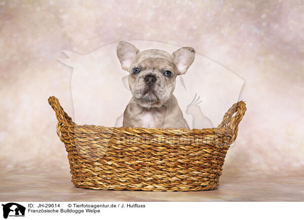Franzsische Bulldogge Welpe / French Bulldog Puppy / JH-29614
