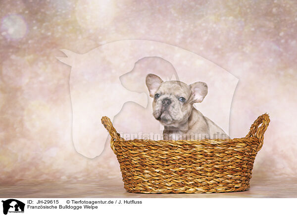 Franzsische Bulldogge Welpe / French Bulldog Puppy / JH-29615