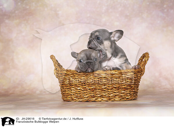 Franzsische Bulldogge Welpen / French Bulldog Puppies / JH-29616