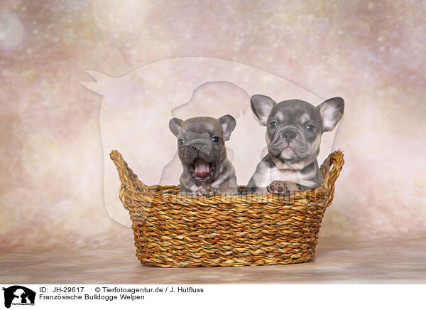 Franzsische Bulldogge Welpen / French Bulldog Puppies / JH-29617