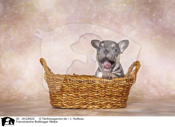Franz�sische Bulldogge Welpe / French Bulldog Puppy / JH-29622