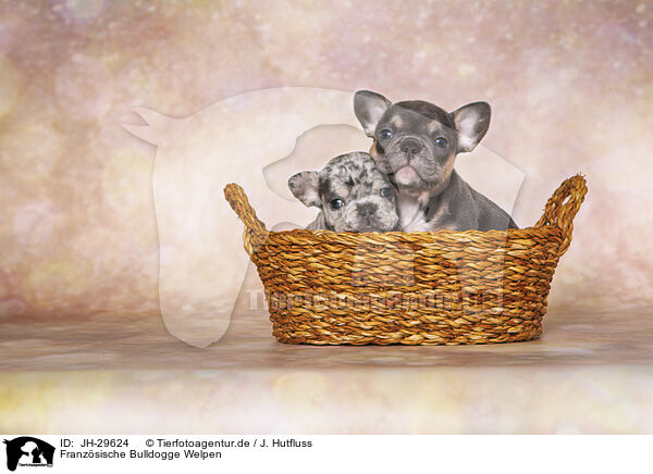Franzsische Bulldogge Welpen / French Bulldog Puppies / JH-29624
