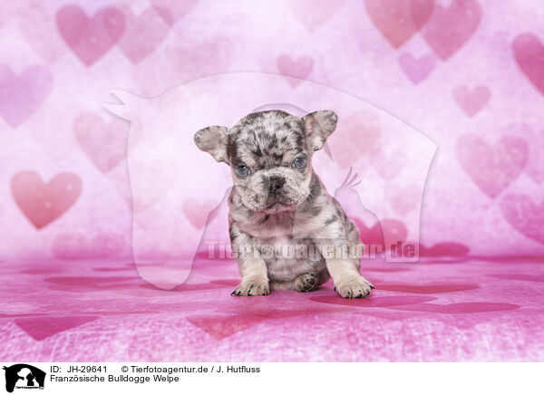Franzsische Bulldogge Welpe / JH-29641