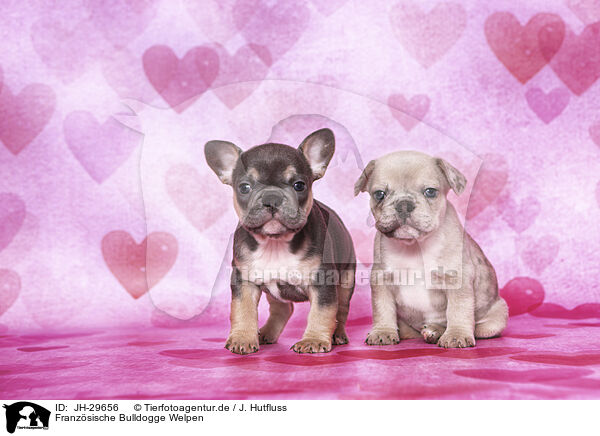 Franzsische Bulldogge Welpen / French Bulldog Puppies / JH-29656
