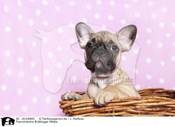 Franz�sische Bulldogge Welpe / French Bulldog Puppy / JH-29883