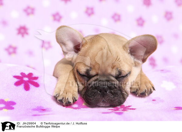 Franzsische Bulldogge Welpe / French Bulldog Puppy / JH-29904