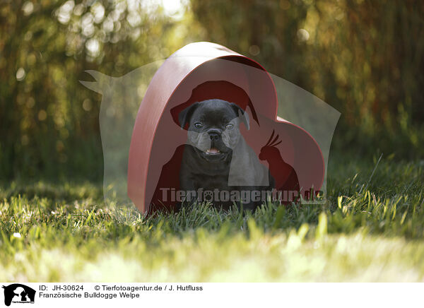 Franzsische Bulldogge Welpe / French Bulldog Puppy / JH-30624