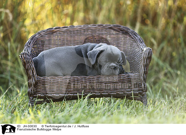 Franzsische Bulldogge Welpe / French Bulldog Puppy / JH-30630