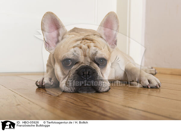 Franzsische Bulldogge / French Bulldog / HBO-05926