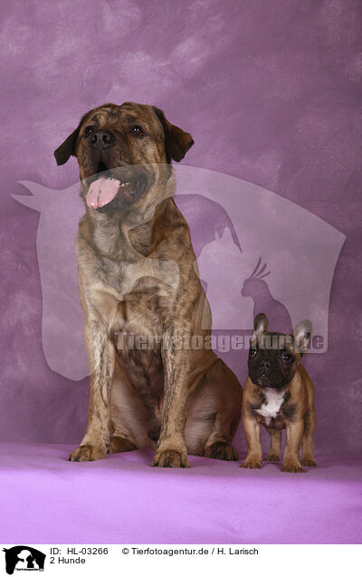 2 Hunde / 2 dogs / HL-03266