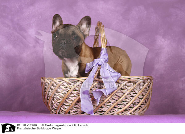 Franzsische Bulldogge Welpe / French Bulldog Puppy / HL-03286